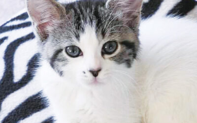 Feline Rescue