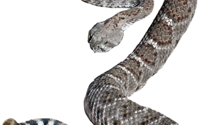 FREE Rattlesnake Removal
