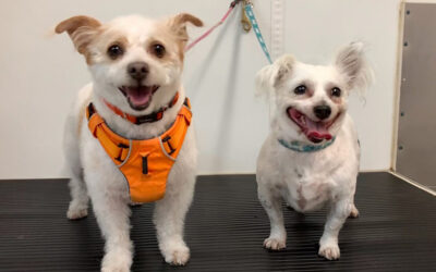 October Dogs of the Month