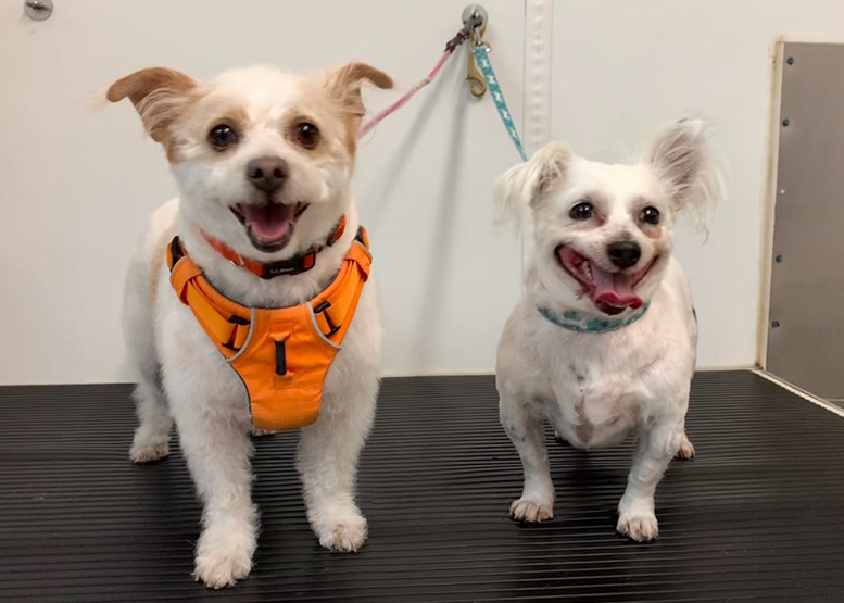 October Dogs of the Month