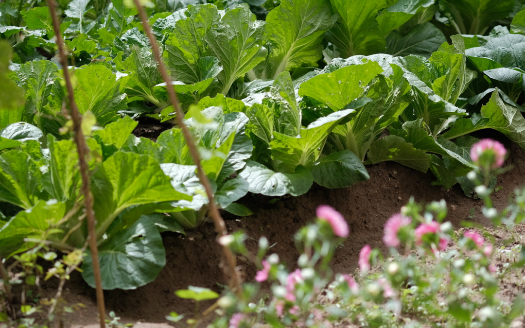 Cloverdale Community Garden Update