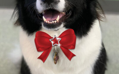 December Dog of the Month