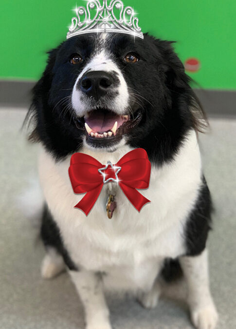 December Dog of the Month
