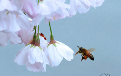 Surprising Honeybee News