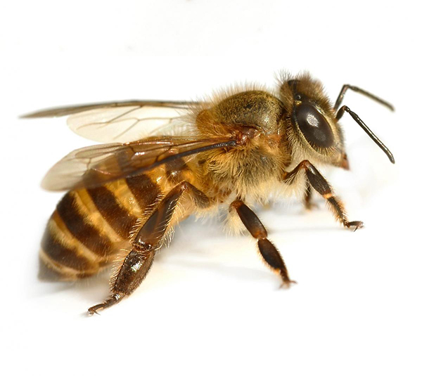 honey bee