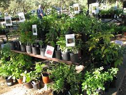 Green Thumb Garden Club Plant Sale