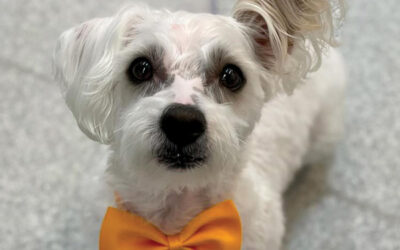 September 21 Dog of the Month