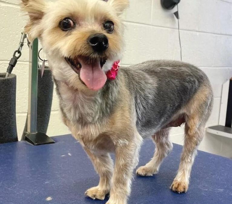 Shaved morkie hot sale