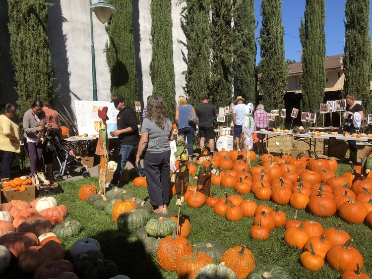 Courtney’s Pumpkin Patch