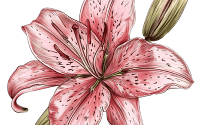 Celebrate Elaine Joyce Ahders